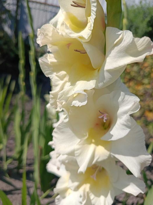 Гладиолус белый урожая 2025 с дачи, луковицы