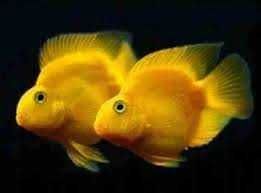 Ryby Pielęgnica Papuzia Gold. Cetarius