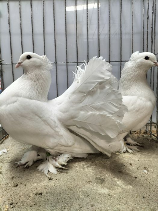 Gołębie ozdobne,pawiki indyjski.