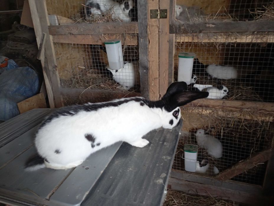 Olbrzym Srokacz Czarny