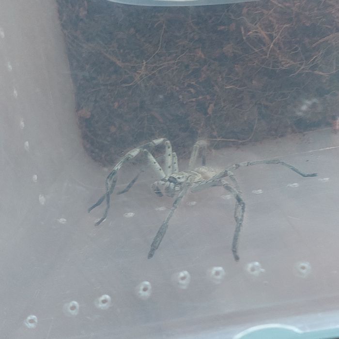 Dorosła holconia murrayensis