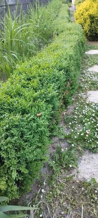Oddam za darmo dla miłośników bukszpanu i walki z ćma szpaler bukszpanu