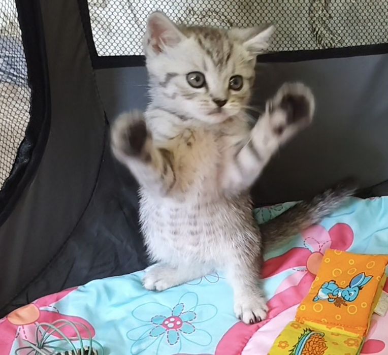 Шотландский Мальчик в Шиншилловой шубке