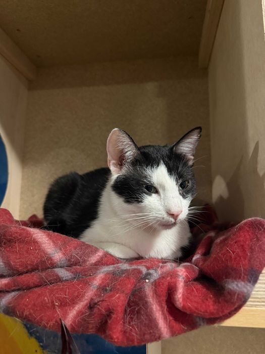 Feliks – mały kot, wielka osobowość!