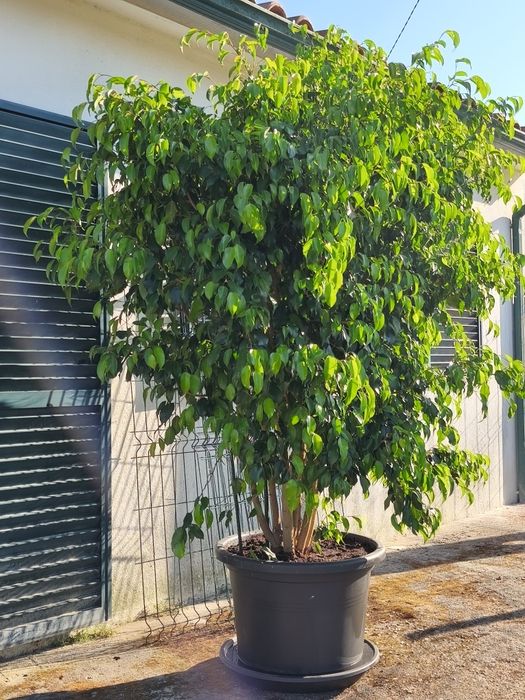Focus Benjamina XXL, plantas, jardim, natureza, decoração