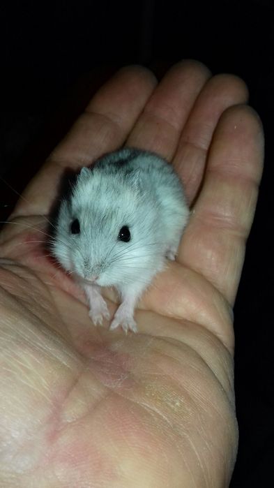 Карликовые джунгарские хомячки