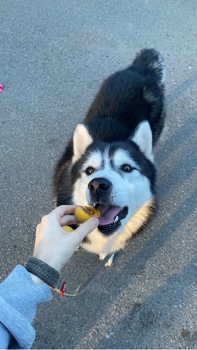 Отдам в добрые руки