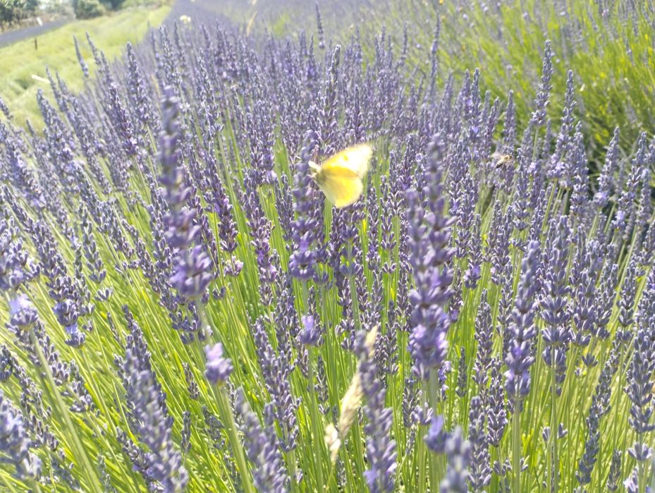 Ramos de alfazema BIO