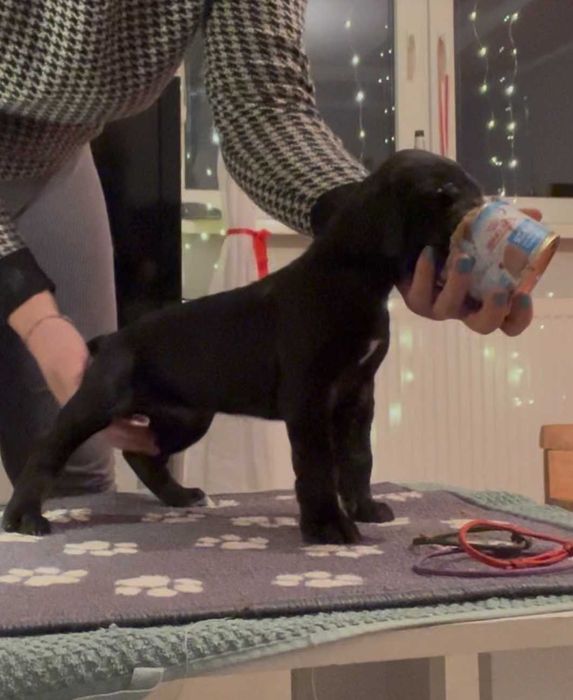 Dog niemiecki suczka ZkwP FCI