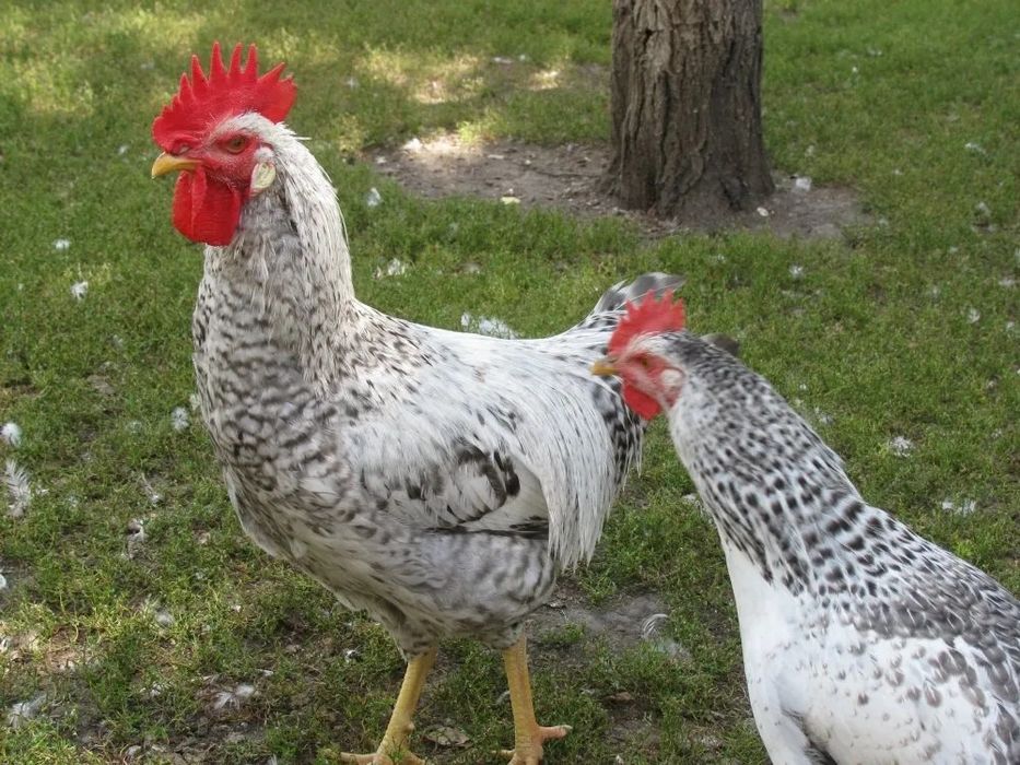 БІРКІВСЬКА БАРВИСТА  Продаю інкубаційні яйця курей несучок