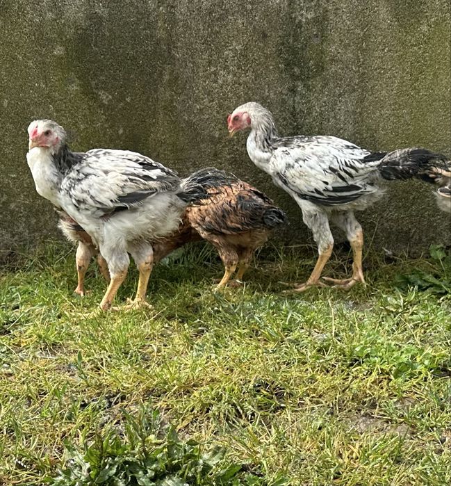 Frangos indios gigante  com 3 meses