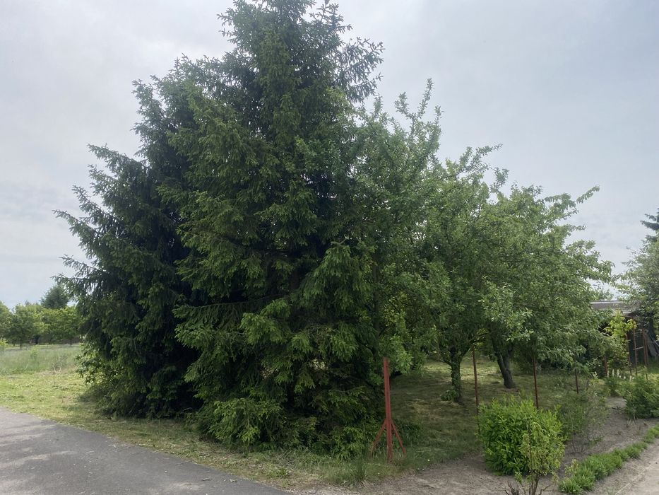 Działka ROD Szymanów – 502 m²