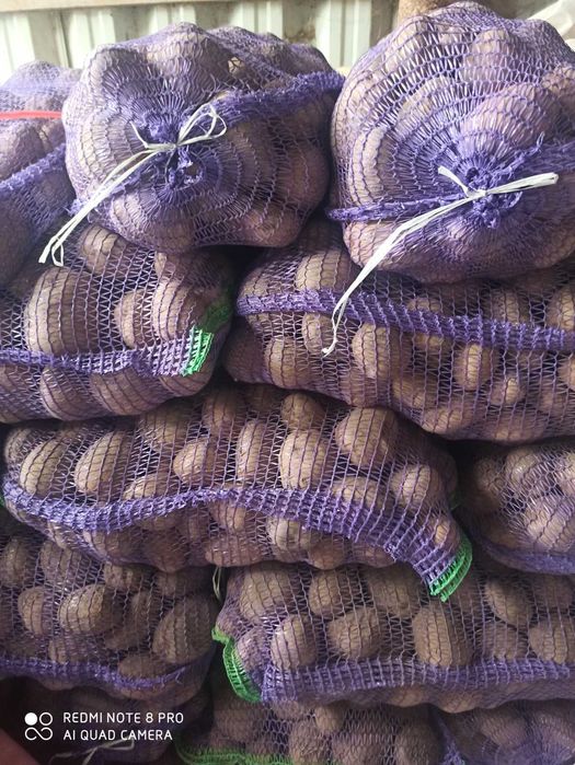 Продам картоплю домашню