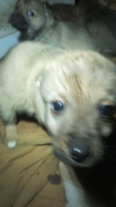 Віддам в добрі руки гарненьких цуценяток