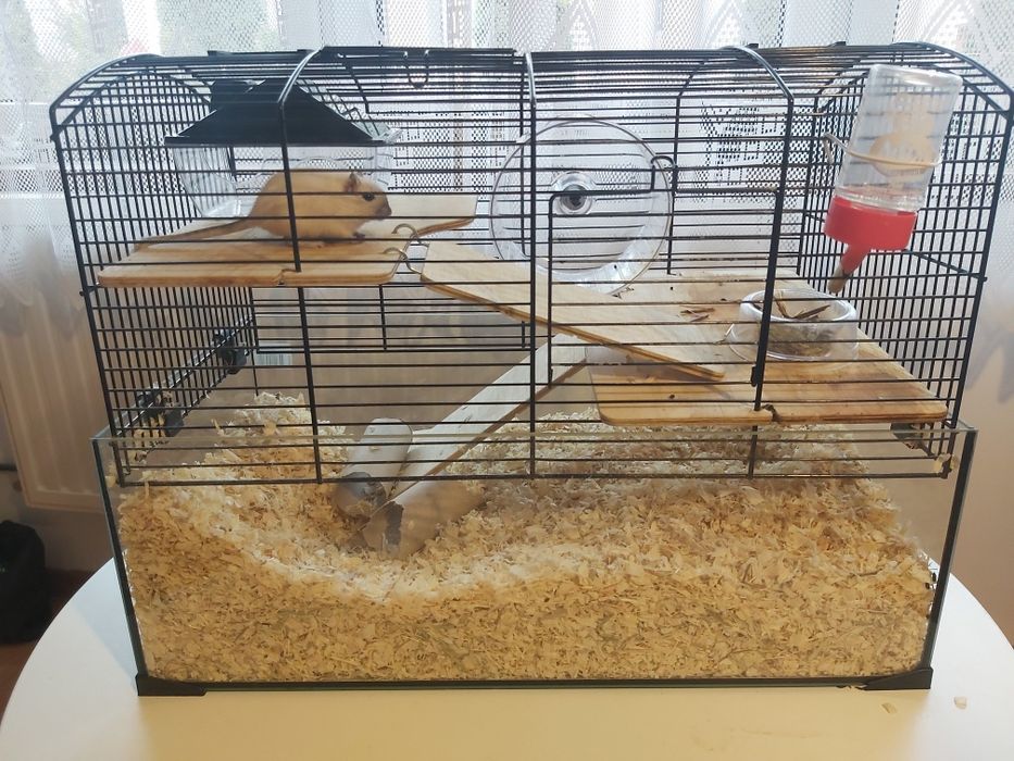 Myszoskoczek z klatką