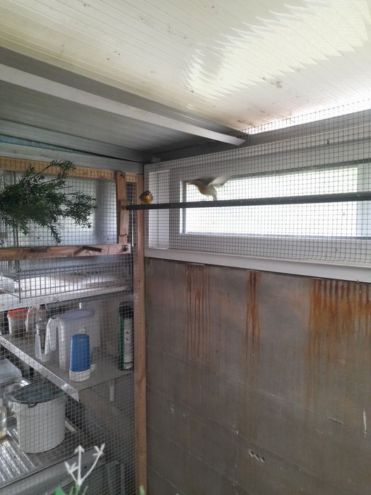 Vendo casal de aves incetivuras.