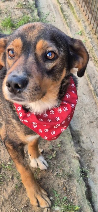 Szukamy domu dla młodego przyjaciela