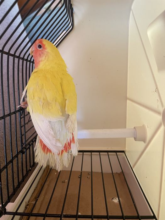 Agapornis roseicollis longfeather