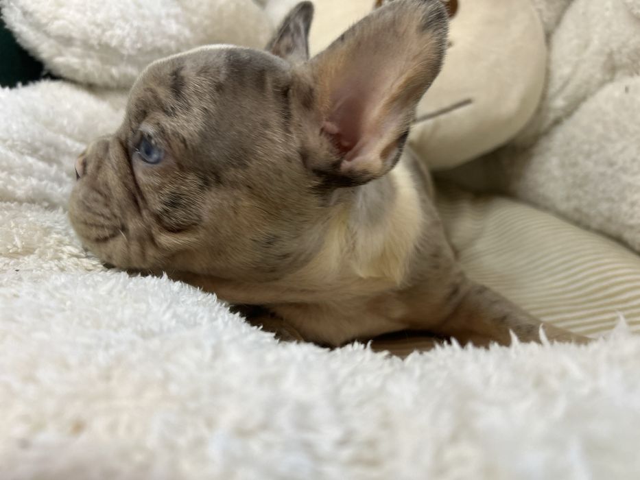 Piesek bulgog francuski blue merle.