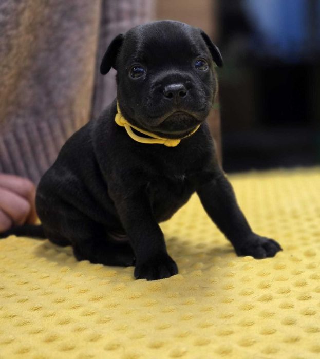 Sraffordshire Bull terrier Staffik