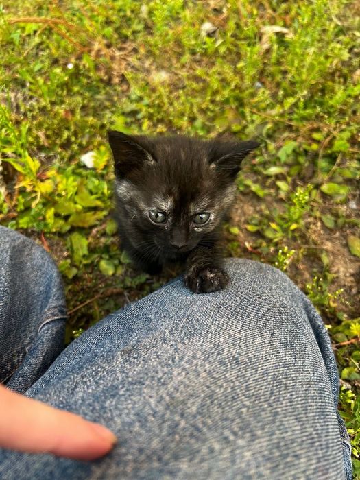Відамо в хороші руки кошенята