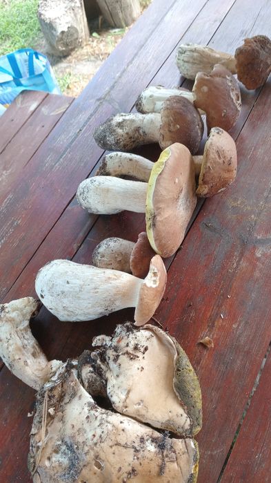 Відпочинок на природі. Банька на дровах! Житомирська обл.