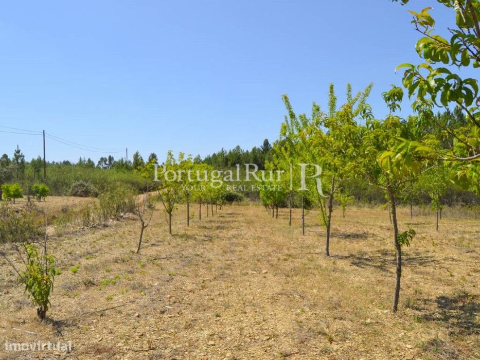 Horta para venda em Proença-a-Nova