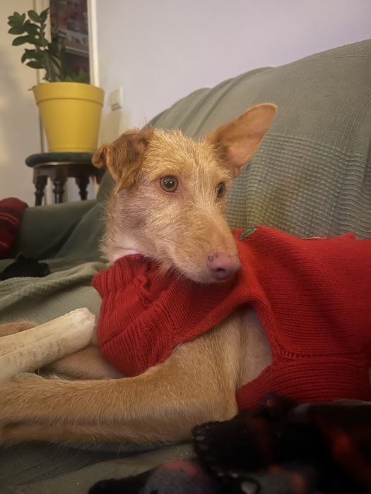 PALHA - cadela para adoção responsável