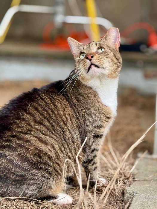 Śliczna kotka do adopcji