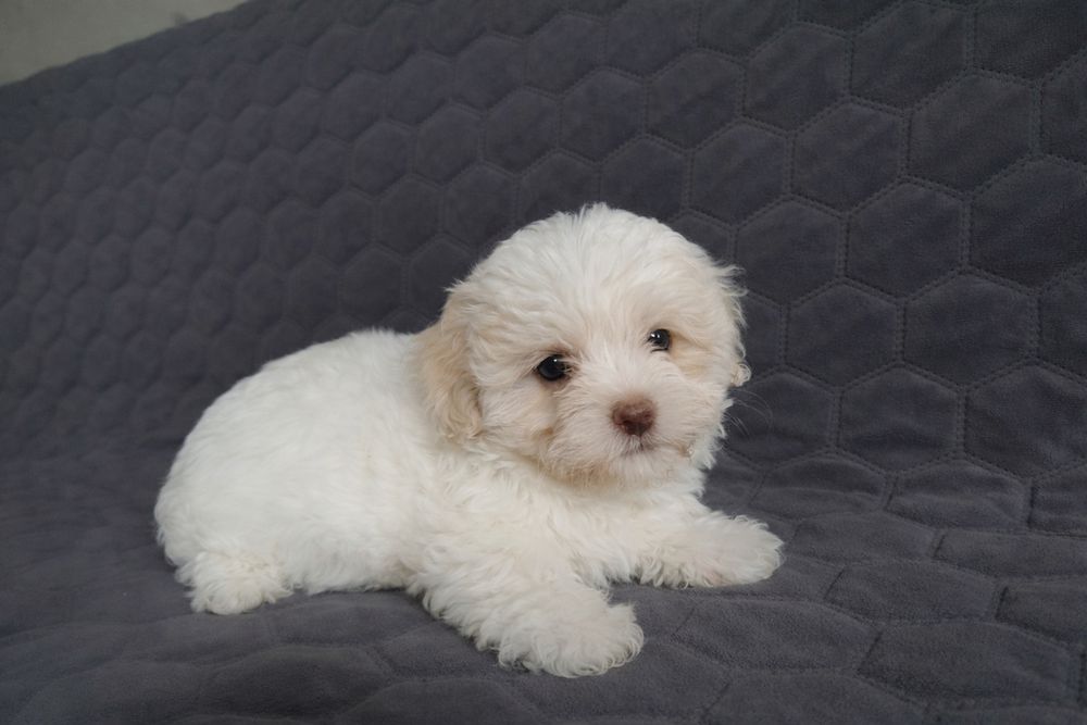 Hawańczyk jasna suczka