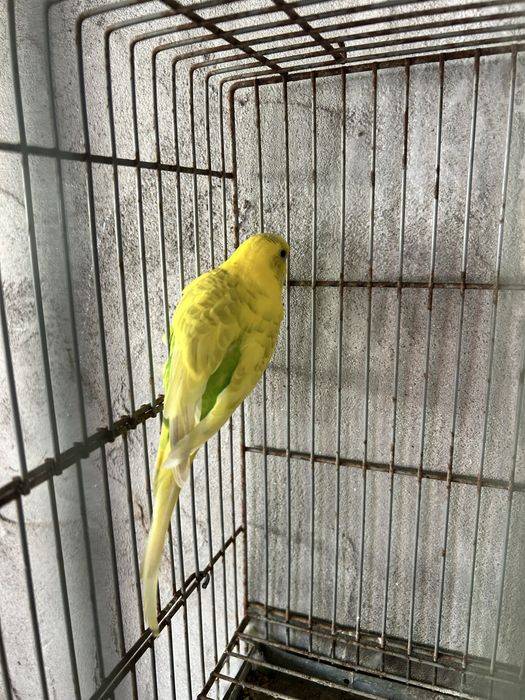 Macho reprodutos_troco por canario