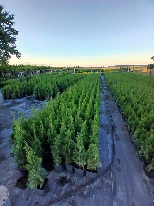 Tuje Szmaragd promocja