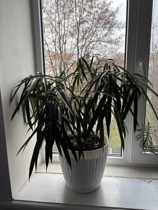 Фікус бінендейка, вазонок з горщиком 80 см