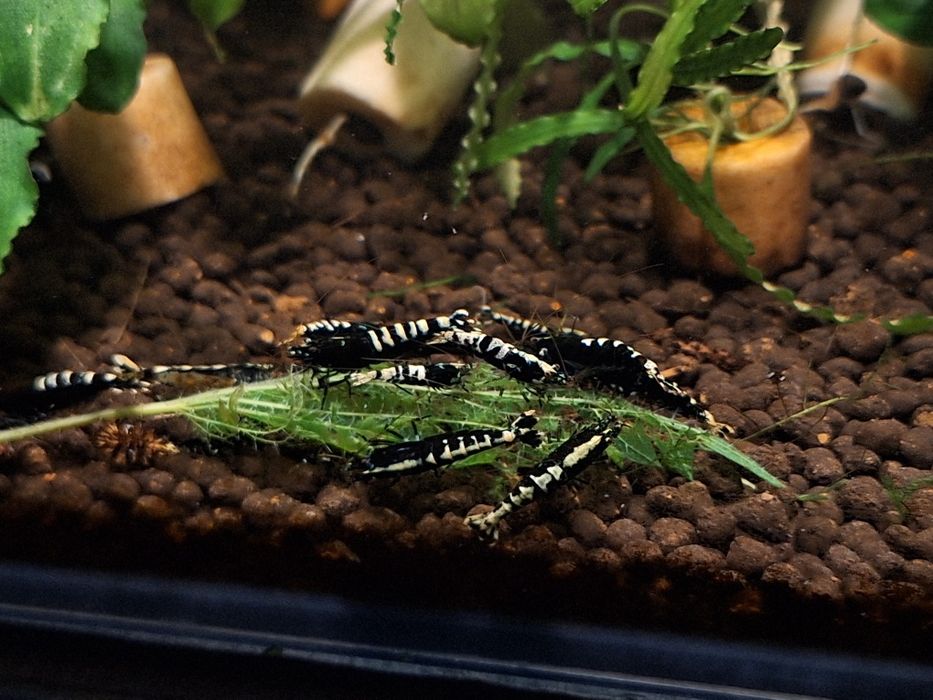 Krewetki Galaxy ostatnie 30 szt