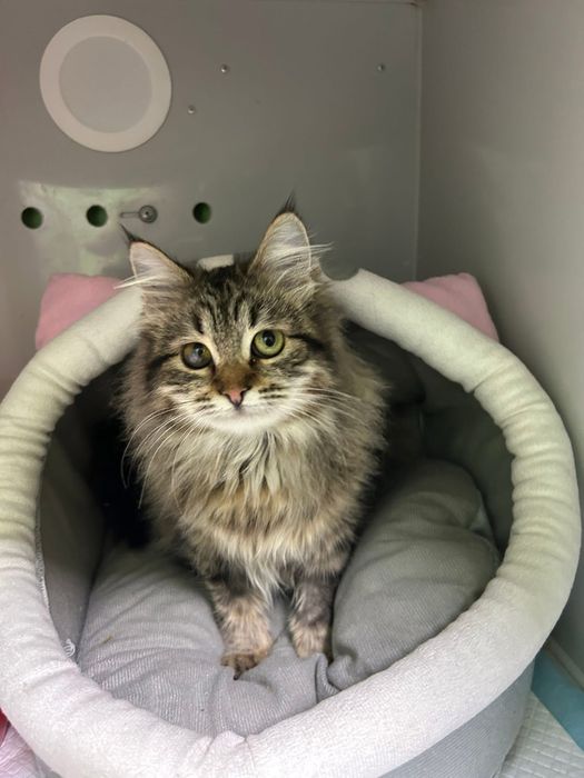 Кішечка кошеня шукає родину