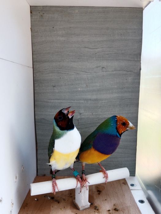 Diamantes de gould