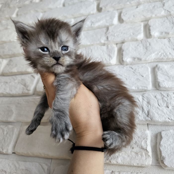 Kociaki   Maine coon rodowód Fpl