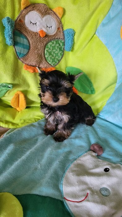 Йорк мальчик микро