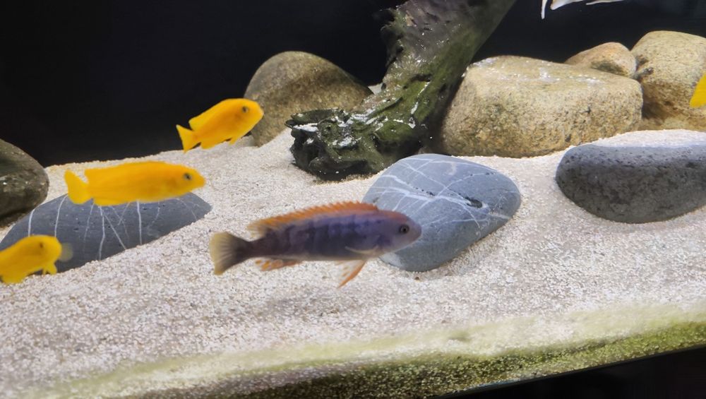 Pseudotropheus perspicatx orange cap