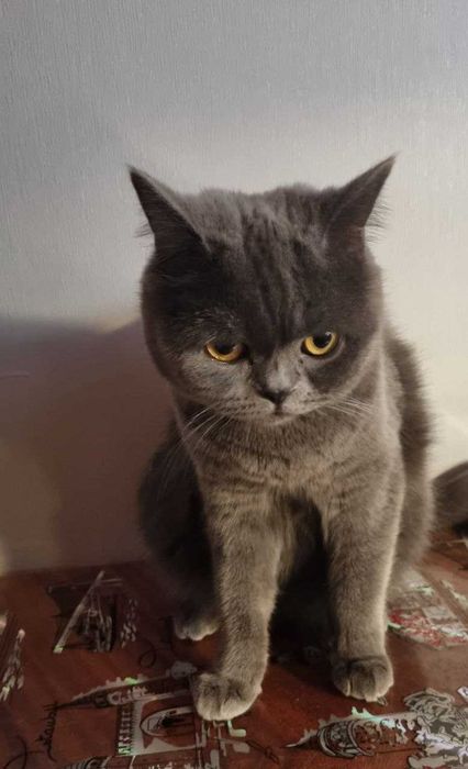 Вязка котів/ шукаємо нареченого для кішки