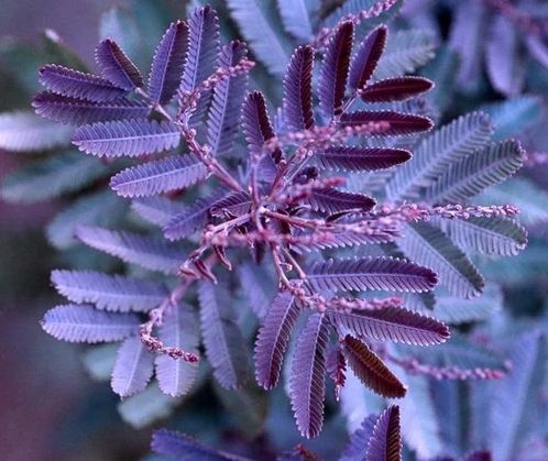 Akacja Purpurowa o żółtych kwiatach (Acacia Baileyana Purpurea)