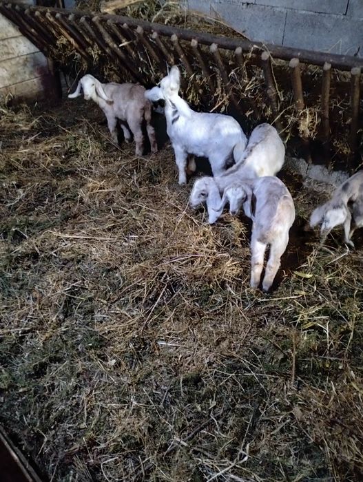 Vendo cabras Anglo-Nubianas