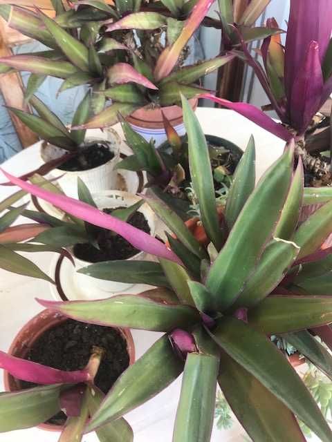 Orquídeas em flor nesta altura!