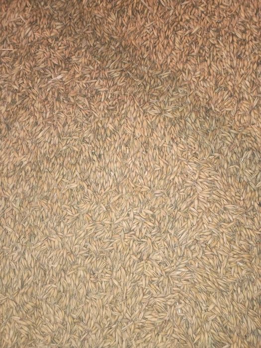 Sprzedam owies jęczmień i pszenicę