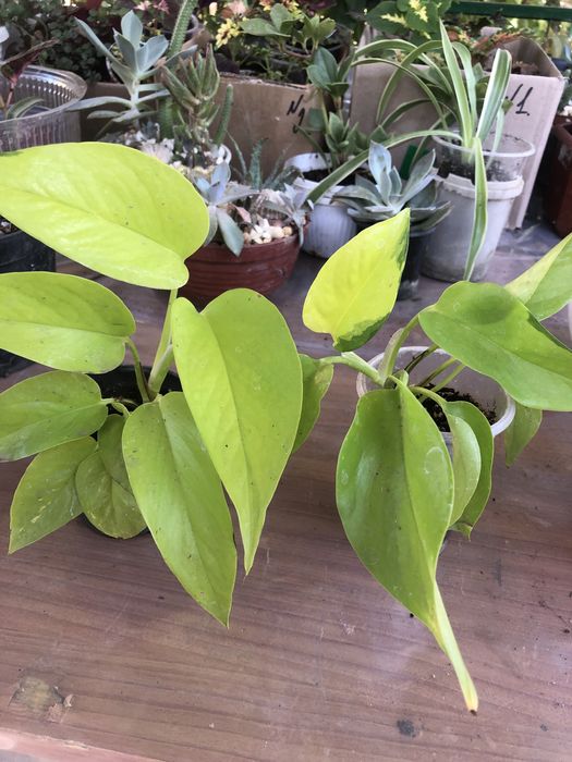 Кімнатні рослини, недорого.