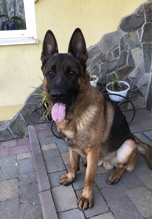 В‘язка німецької вівчарки