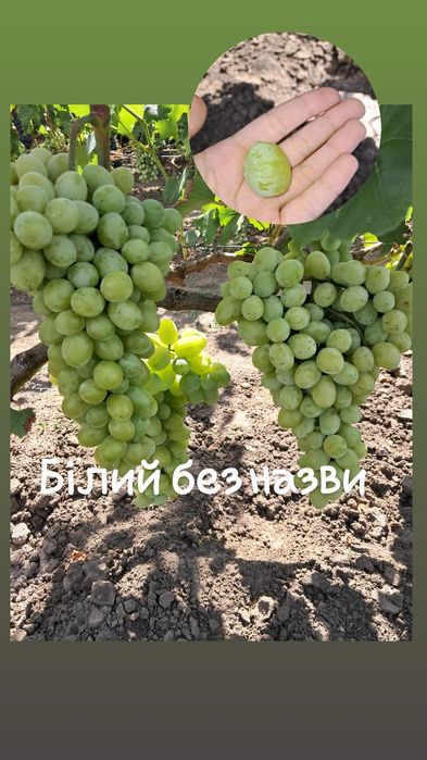 Чубуки винограду гарних, смачних сортів по 10-50грн