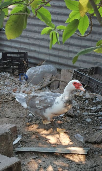 Patos mudos novos