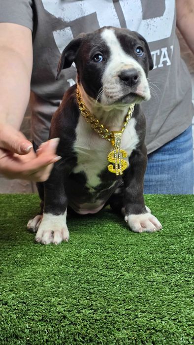 American bully xl