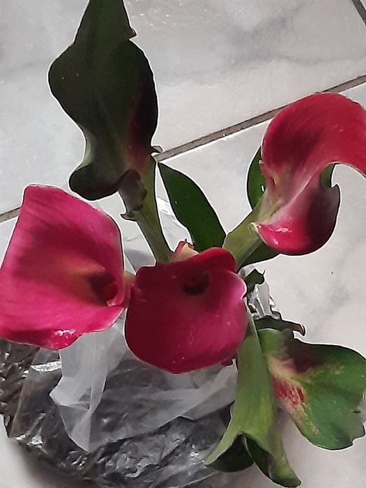 Елегантні кали з красивими квітами